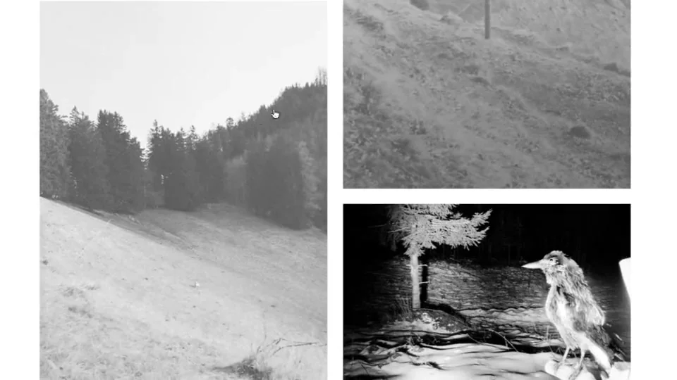 Three monochrome landscapes: a wooded slope, ground seen close up and a dog in a forest at night.