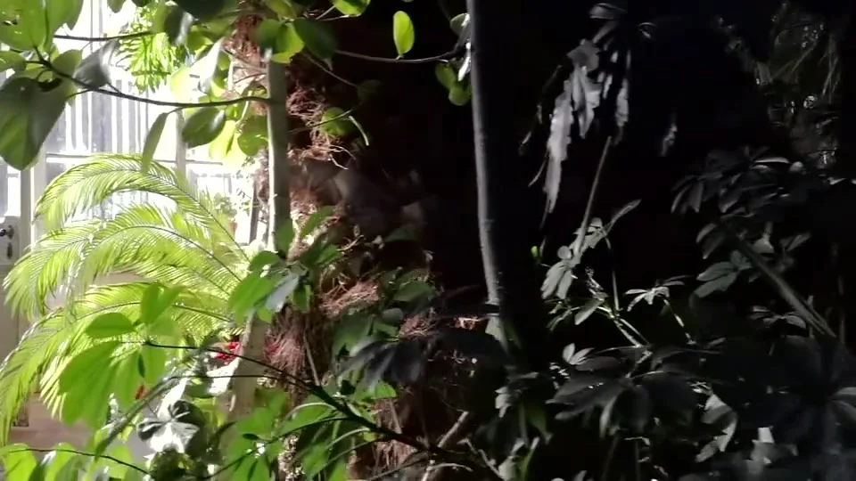 Green leaves and a palm trunk beside the windows of an indoor garden.